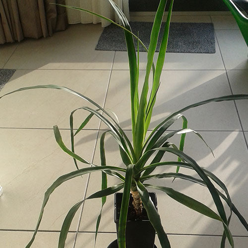 GROEIT ALS KOOL "Mijn eigen drakenboompje doet het goed en groeit als kool. Hij geeft veel plezier en heeft weinig onderhoud nodig. Handig wanneer je met vakantie bent."