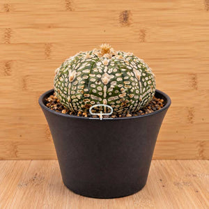 Astrophytum Asterias Super Kabuto succulent
