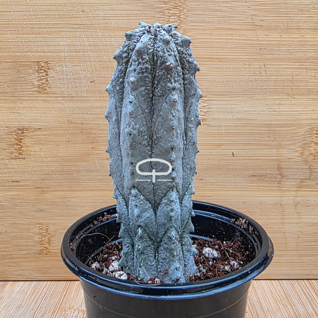 Euphorbia abdelkuri plant