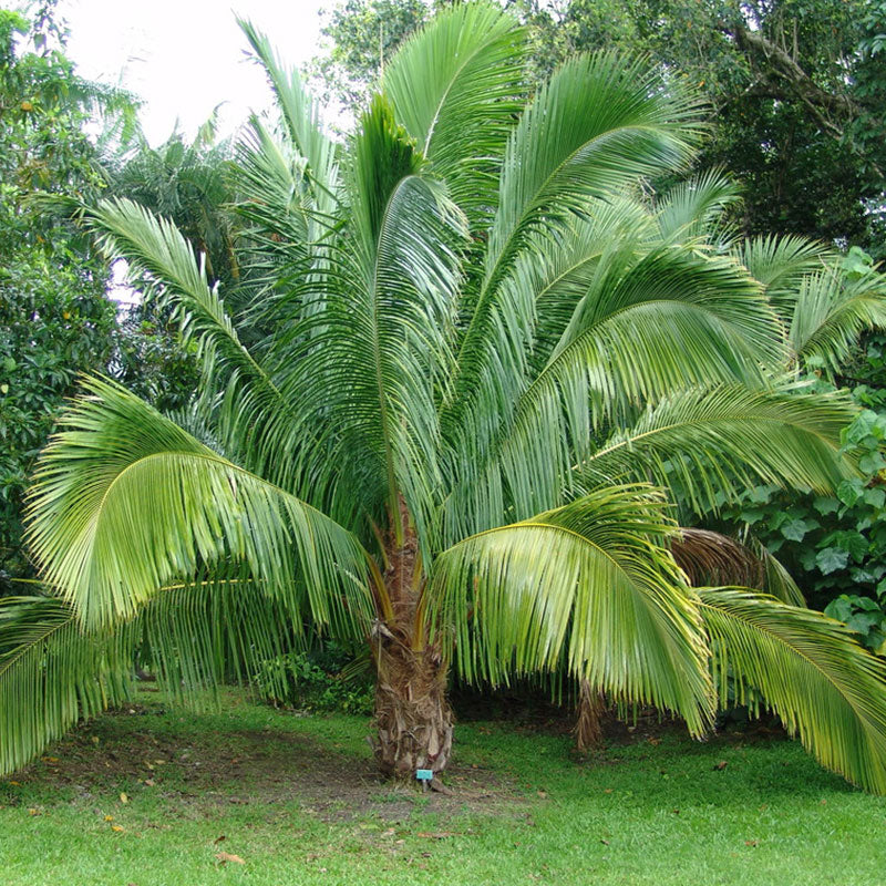 Beccariophoenix Madagascariensis palm seeds (Manarano coconut palm)