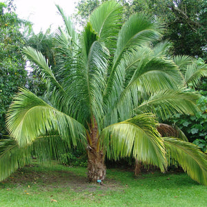 Beccariophoenix Madagascariensis Palmensamen (Manarano-Kokospalme) - bestellen Sie frische Palmensamen bei www.drakenbloedboom.com