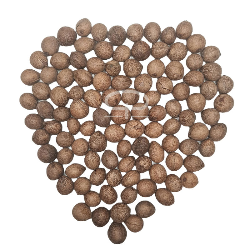 coconut palm seeds Beccariophoenix Madagascariensis palm seeds (Manarano coconut palm)