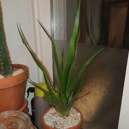 k heb nu ook een draakje bij Diego besteld. Ben er erg blij mee. Ben super geholpen via mailcontact. Als je twijfelt toch doen want je wordt super geholpen en tegelijkertijd hou je deze soort mooi in stand