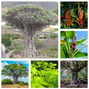 Bijzondere bomen zaden mix - drakenbloedboom, bananen bomen, baobab bomen, moringa oleifera en musa