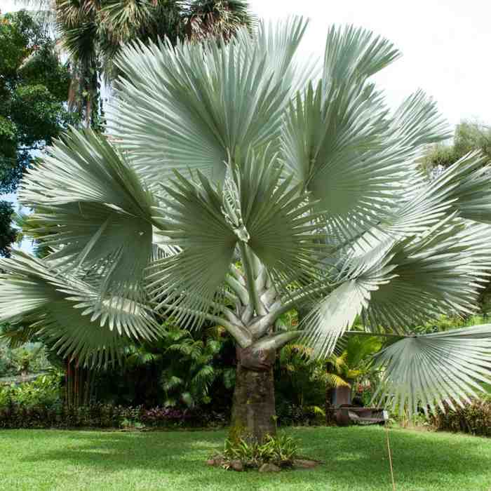 bismarckia palm plant Bismarck Nobilis Silver palm seeds - (Bismarck Palm) - majestic palm tree