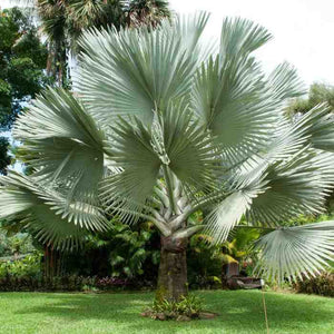 Bismarckia Nobilis Silver palm zaden | verse Bismarck Palm zaden kopen bij drakenbloedboom.com