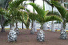 Mooie botlle palmen in een parkje. Zaden zijn verkrijgbaar op www.drakenbloedboom.com