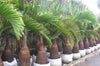 Prachtige bottle palmen bijelkaar. Ook bekend als de hyophorbe lagenicaulis. Zaden zijn verkrijgbaar op www.drakenbloedboom.com