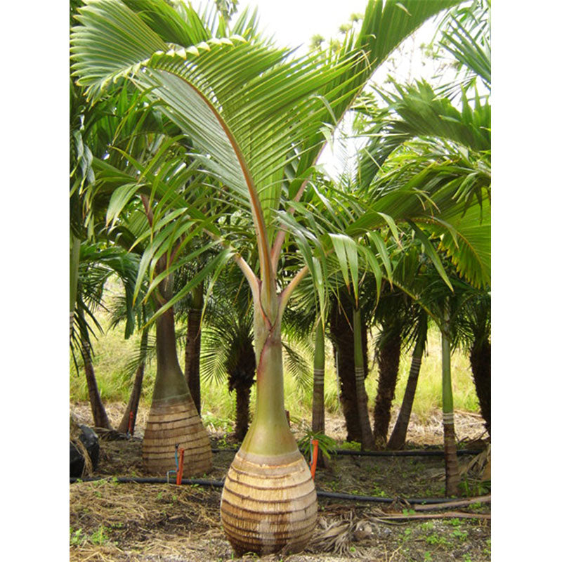 Hyophorbe lagenicaulis oder Flaschenpalme ist eine kleine Palme aus der Familie der Arecaceae. Diese Palme bleibt klein und ist resistent gegen salzige Küstenluft und Wirbelstürme