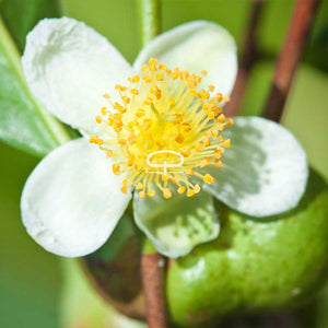 Camellia Sinensis plant bloem en vrucht - thee plant bloem