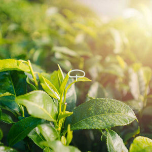 Camellia Sinensis plant - thee plant