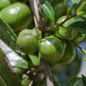 Camellia Sinensis plant vruchten - thee plant vruchten
