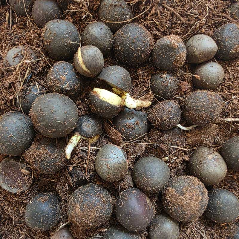 Camellia Sinensis plant - thee plant