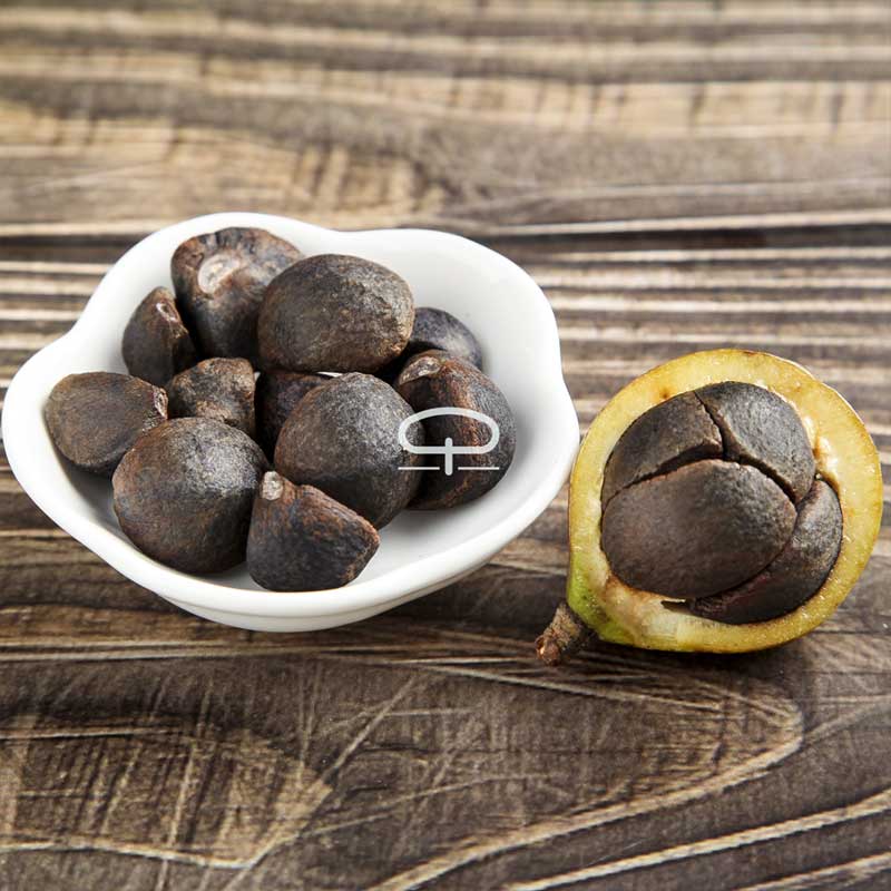Camellia Sinensis plant - thee plant