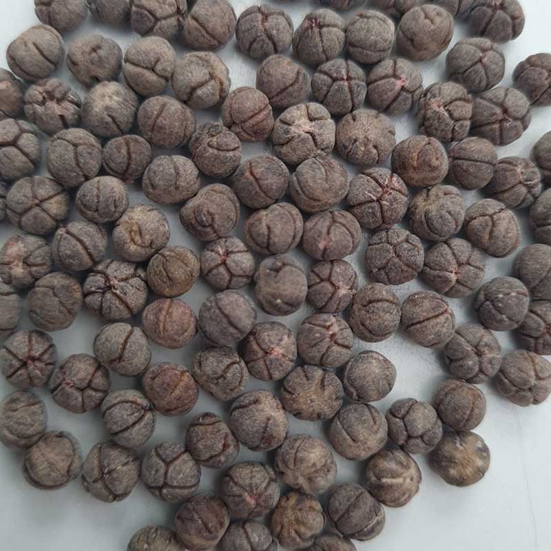 Coccothrinax Borhidiana palmzaden - (Borhidi's Guano Palm) - uiterst zeldzame palmboom | bestel verse en zaldame palmboomzaden bij www.drakenbloedboom.com