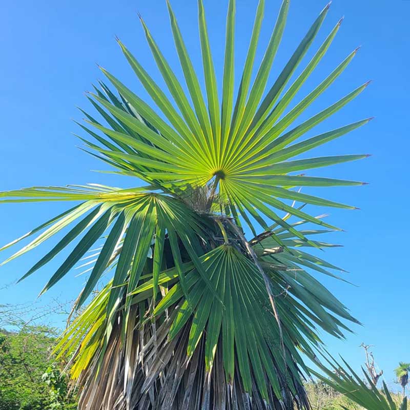 Coccothrinax Borhidiana palm seeds - (Borhidi's Guano Palm)