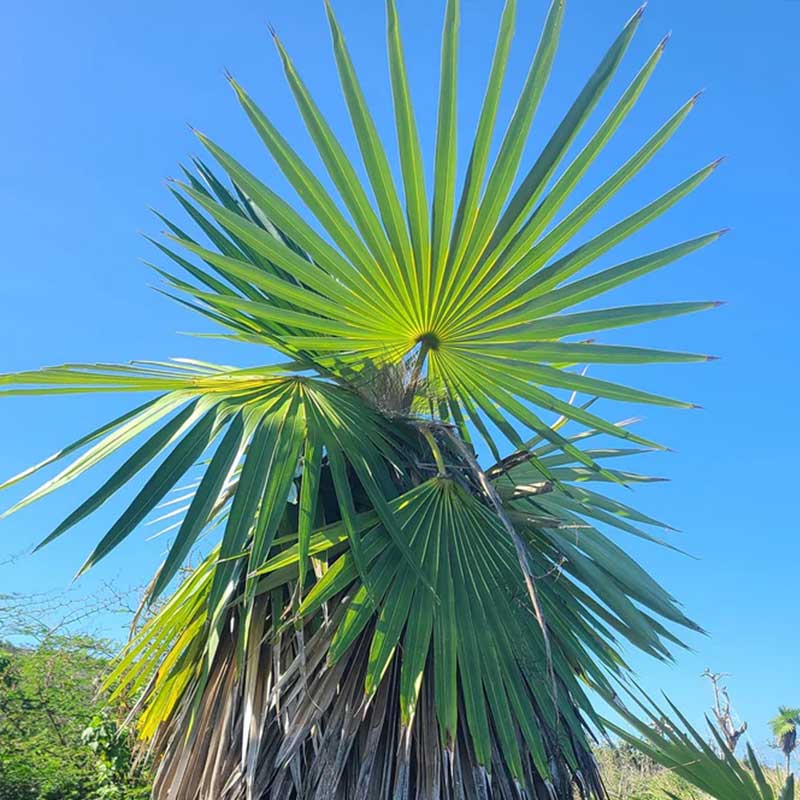 Coccothrinax Borhidiana palmzaden - (Borhidi's Guano Palm) - uiterst zeldzame palmboom | bestel verse en zaldame palmboomzaden bij www.drakenbloedboom.com