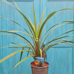 cordyline australis dracaena indivisa Buy Cordyline Indivisa 'Peko' – Rare Cabbage Palm with Tropical Appeal