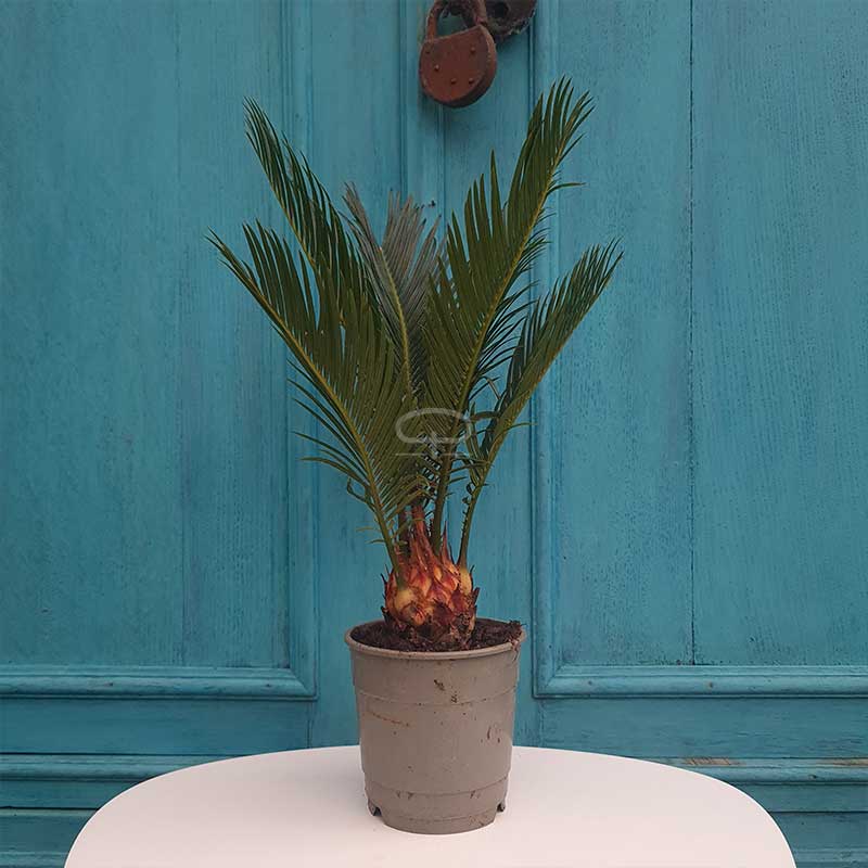 Cycas Revoluta Palm 30 cm (Vredespalm - Sagopalm)