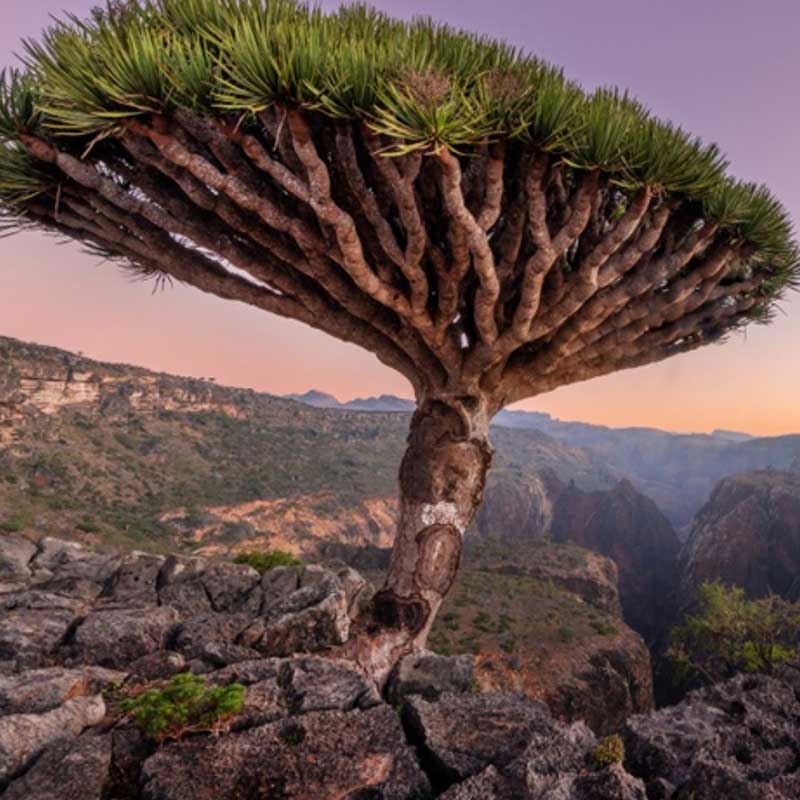 Dracaena cinnabari zeldzame drakenbloedboom | | www.drakenboedboom.com