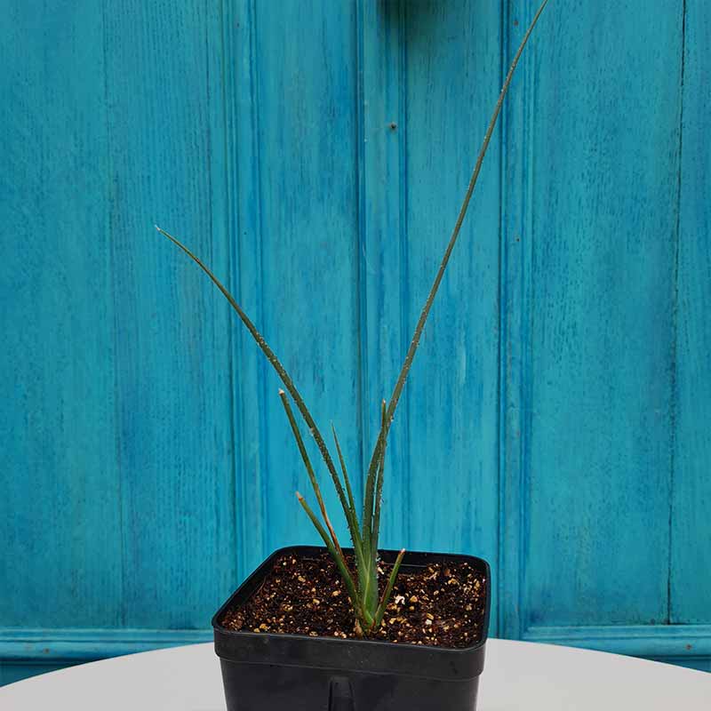 Zaailing - plant 15 cm van de dracaena serrulata - Yemen | www.drakenbloedboom.com | drakenbloedboom