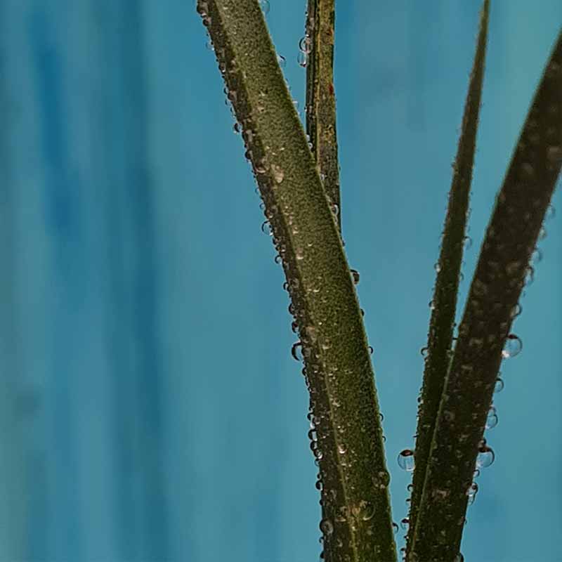 close up van Zaailing - plant van de dracaena serrulata - Yemen | www.drakenbloedboom.com | drakenbloedboom