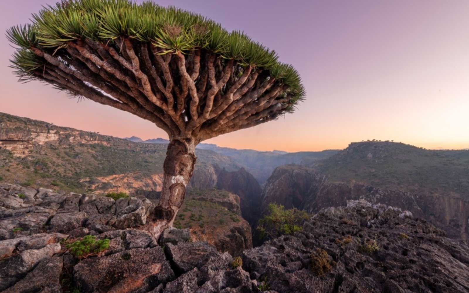 Het geheim van de Dracaena Cinnabari Drakenbloedboom van Socotra