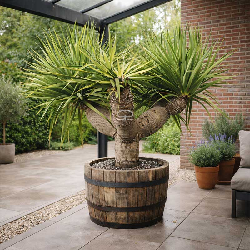 dracaena draco in kuip - drakenbloedboom | www.drakenbloedboom.com | zaden