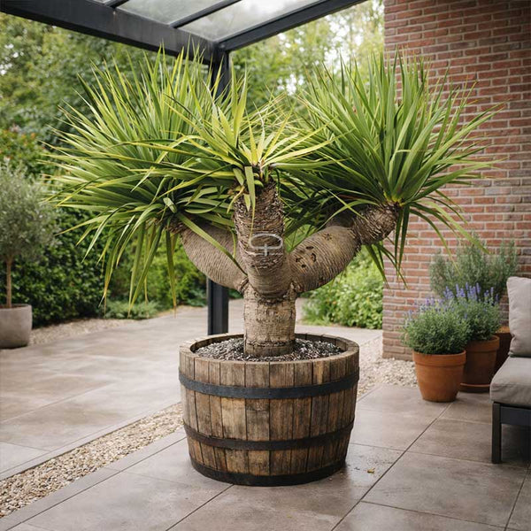 dragonnier plante Graines fraîches de Dragonnier (Dracaena Draco)