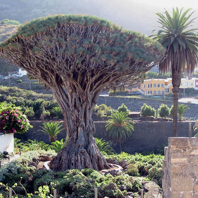 como germinar semillas de dracaena draco Semillas frescas de drago (Dracaena Draco)