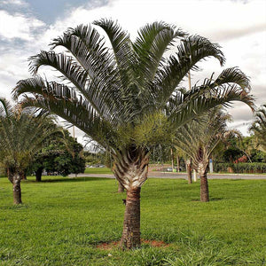 Dypsis Decaryi Palmensamen - (Triangle Palm) - sehr seltene Palme | frische und seltene Palmensamen bestellen bei www.drakenbloedboom.com