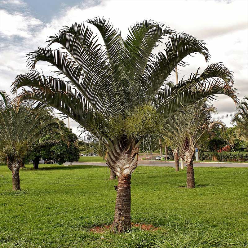 Dypsis Decaryi palmzaden - (DriehoeksPalm) - zeer zeldzeme palmboom | bestel verse en zeldzame palmboom zaden bij www.drakenbloedboom.com