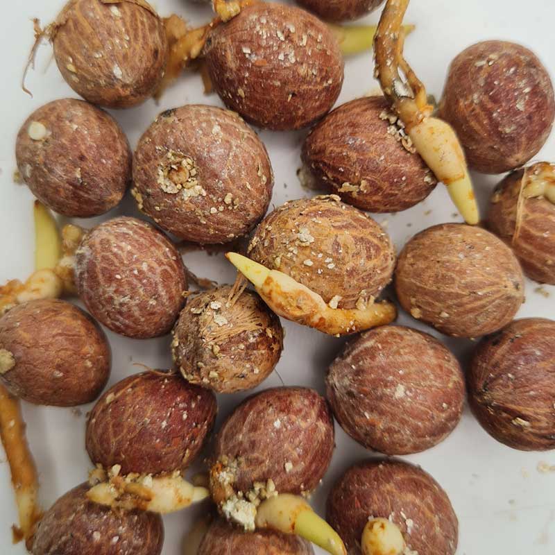 Dypsis Decaryi palmzaden - (DriehoeksPalm) - zeer zeldzeme palmboom | bestel verse en zeldzame palmboom zaden bij www.drakenbloedboom.com