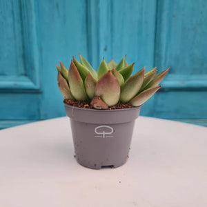 Succulent plantje in Magneet potje