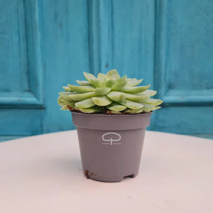 Succulent plantje in Magneet potje