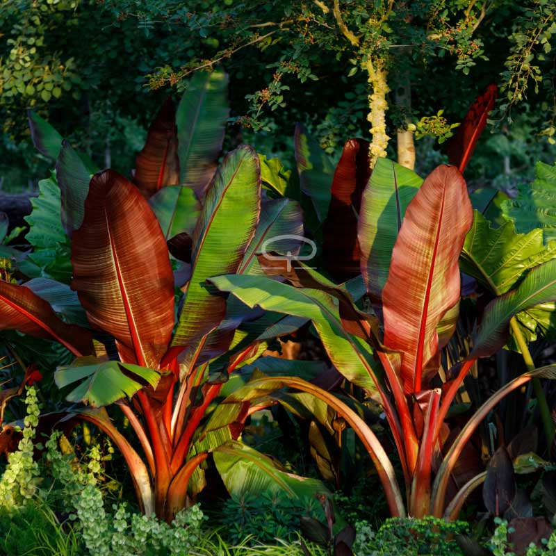 Ensete ventricosum - Abessinische Bananenpflanze.