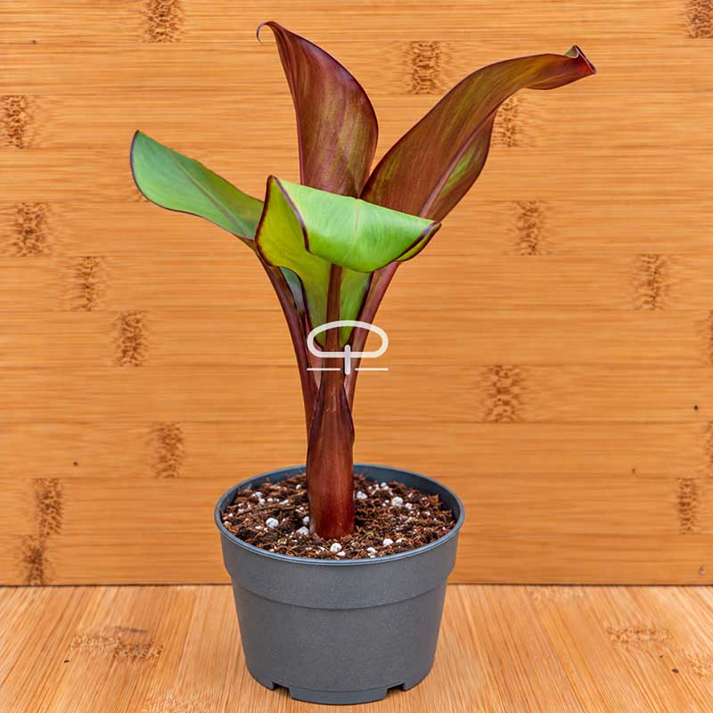 ensete ventricosum maurellie rode bananen plant in pot. Totale hoogte ca 30 cm
