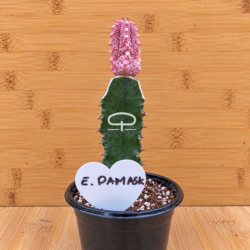 Euphorbia abdelkuri Damask plant - succulent