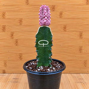 Euphorbia abdelkuri Damask plant - succulent