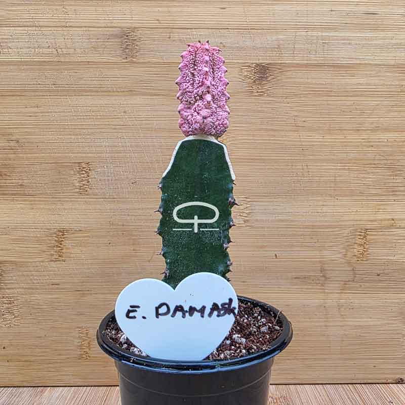 Euphorbia abdelkuri Damask plant - succulent