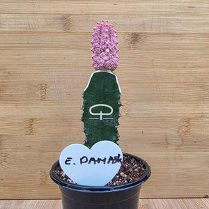 Euphorbia abdelkuri Damask plant
