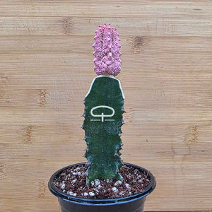 Euphorbia abdelkuri Damask plant - succulent