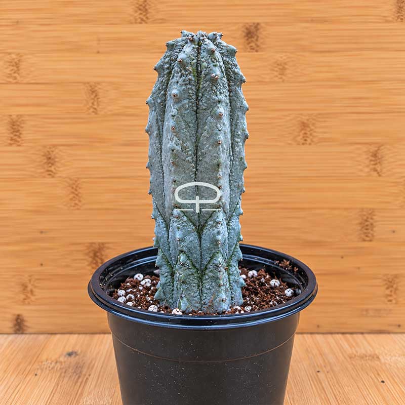 Euphorbia abdelkuri plant groot succulent