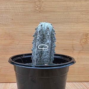 Euphorbia abdelkuri plant