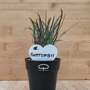 Euphorbia gottlebei plant | potmaat 6 cm