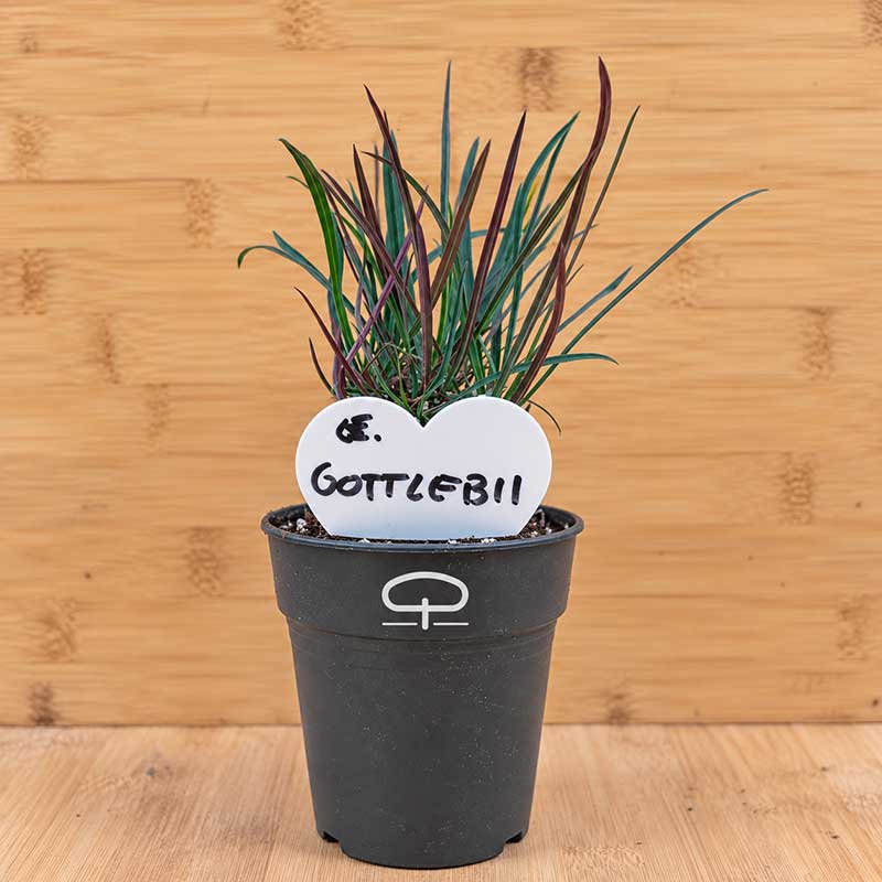 Euphorbia gottlebei plant | potmaat 6 cm