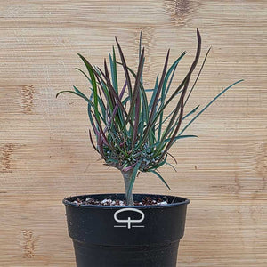 Euphorbia gottlebei plant | potmaat 6 cm