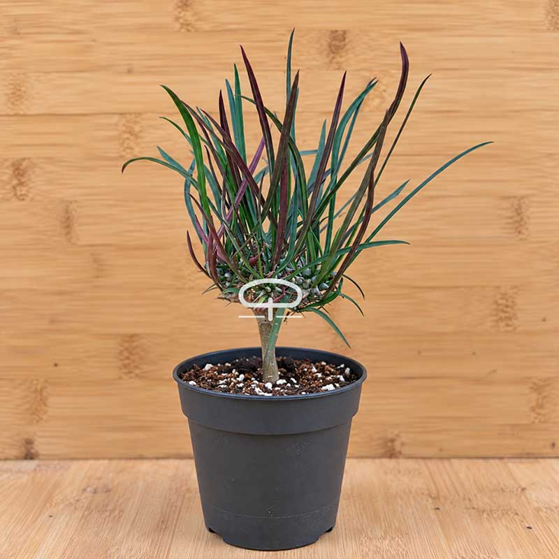 Euphorbia gottlebei plant | potmaat 6 cm