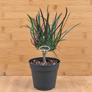 Euphorbia gottlebei plant | potmaat 6 cm
