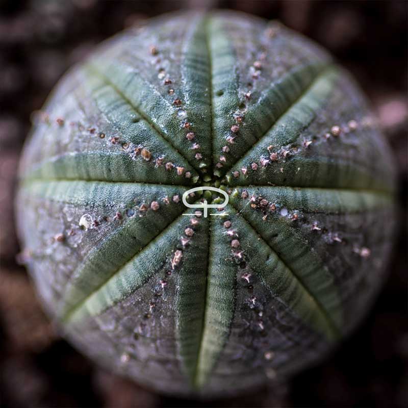 Euphorbia Obesa plant 5.5 cm